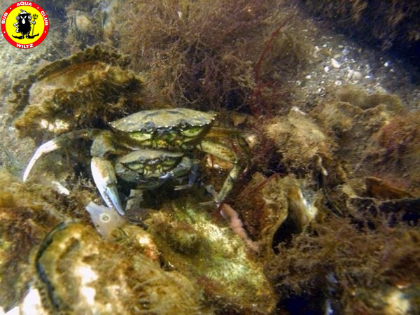 2-Crabs