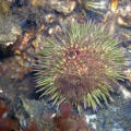 Urchin- not-by-Foreigner 