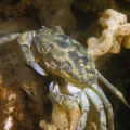 Crab-2