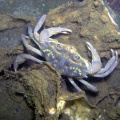 Crab-3