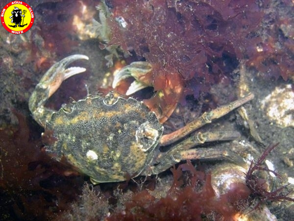 Crab-4.jpg