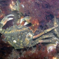 Crab-4