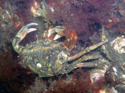 Crab-4