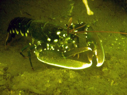Lobster2