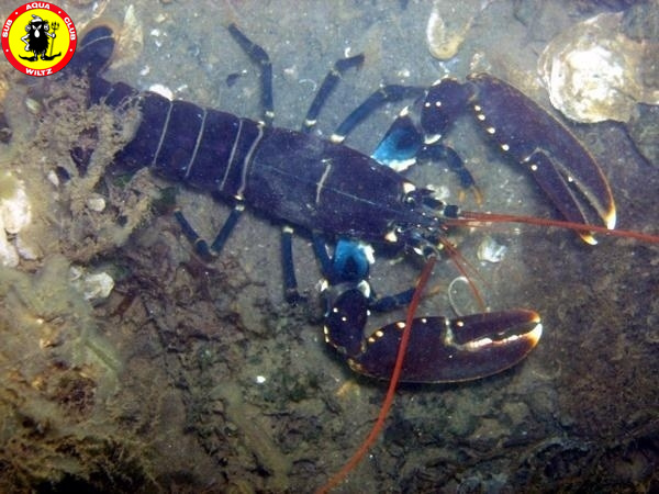 Lobster3.jpg
