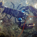 Lobster3