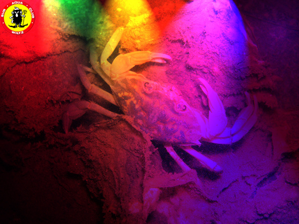 Psychedelic-Crab.jpg