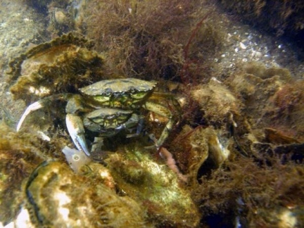 2-Crabs