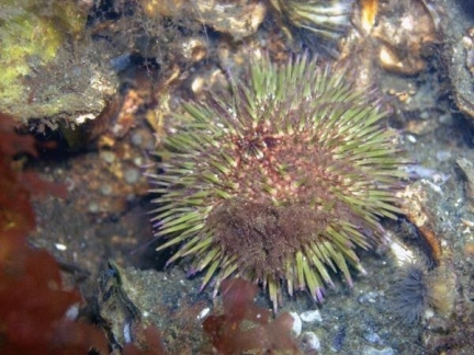Urchin- not-by-Foreigner 